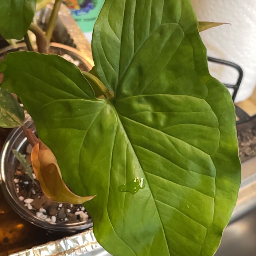 Photo of the plant species Syngonium Green by @aspencopelin named Luna on Greg, the plant care app