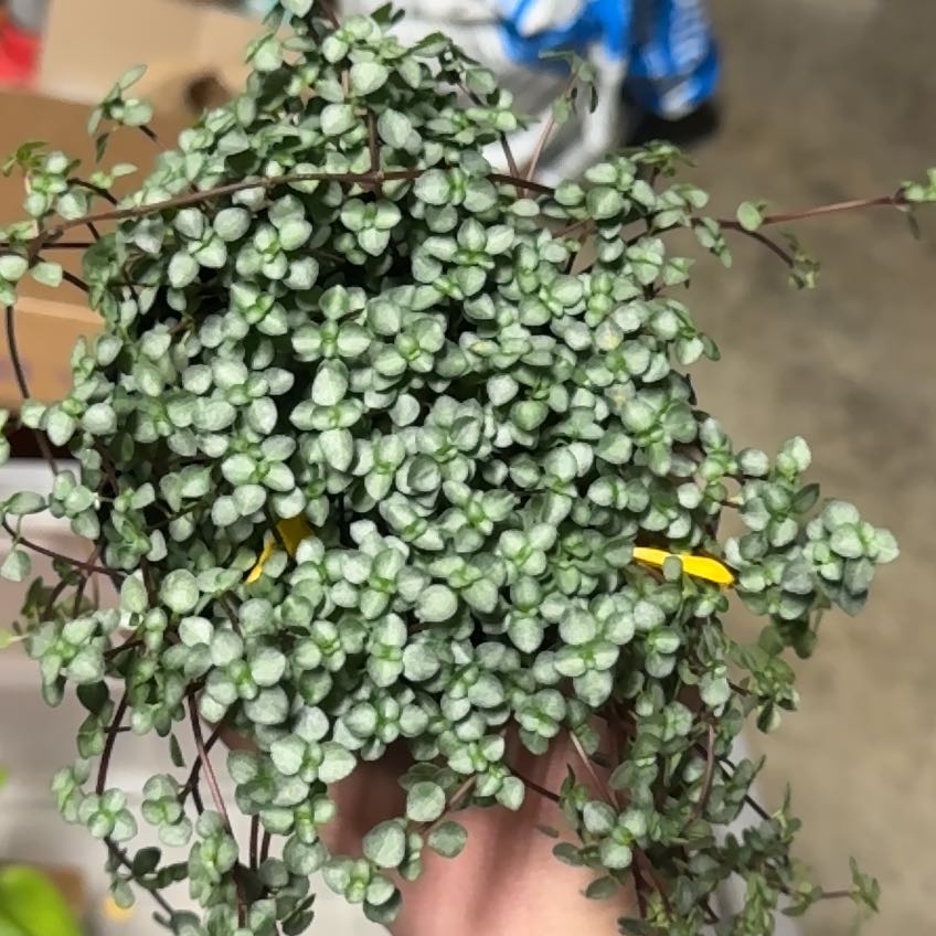 Hands holding a lush, trailing Pilea Baby Tears plant with tiny round leaves. Plant is mostly healthy with slight yellowing.