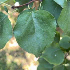Photo of the plant species Apricot by @PrimeHopsedge named Treeyoncé on Greg, the plant care app