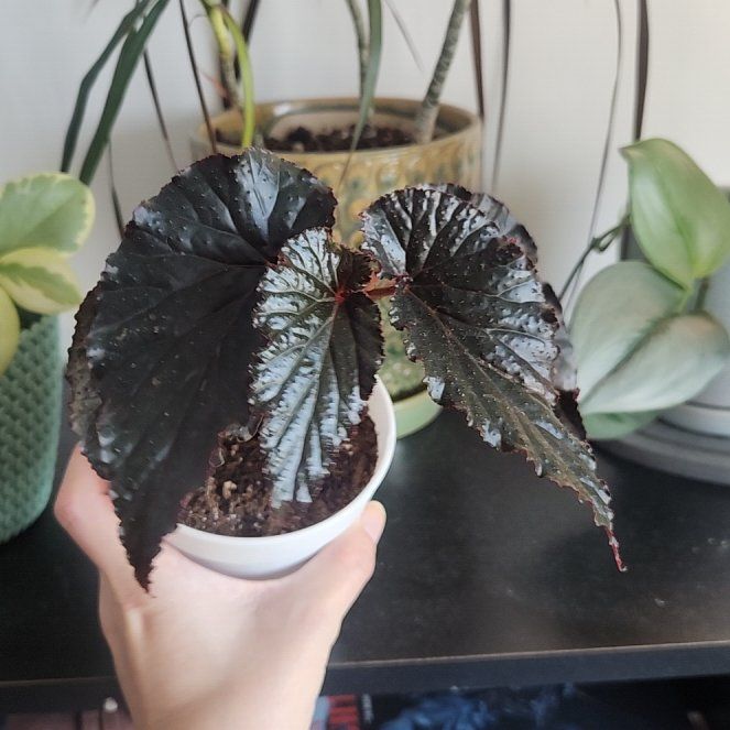 Photo of the plant species Begonia 'Black Magic' by @PoshPotatovine named Kesha on Greg, the plant care app