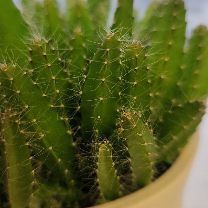 Photo of the plant species dragon fruit cactus by @PoshPotatovine named Sir Plancelot on Greg, the plant care app