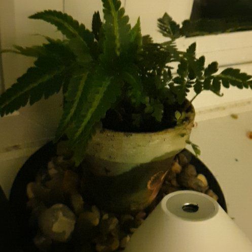Photo of the plant species Indian Holly Fern by @SolidPhysicnut named Sir Plancelot on Greg, the plant care app