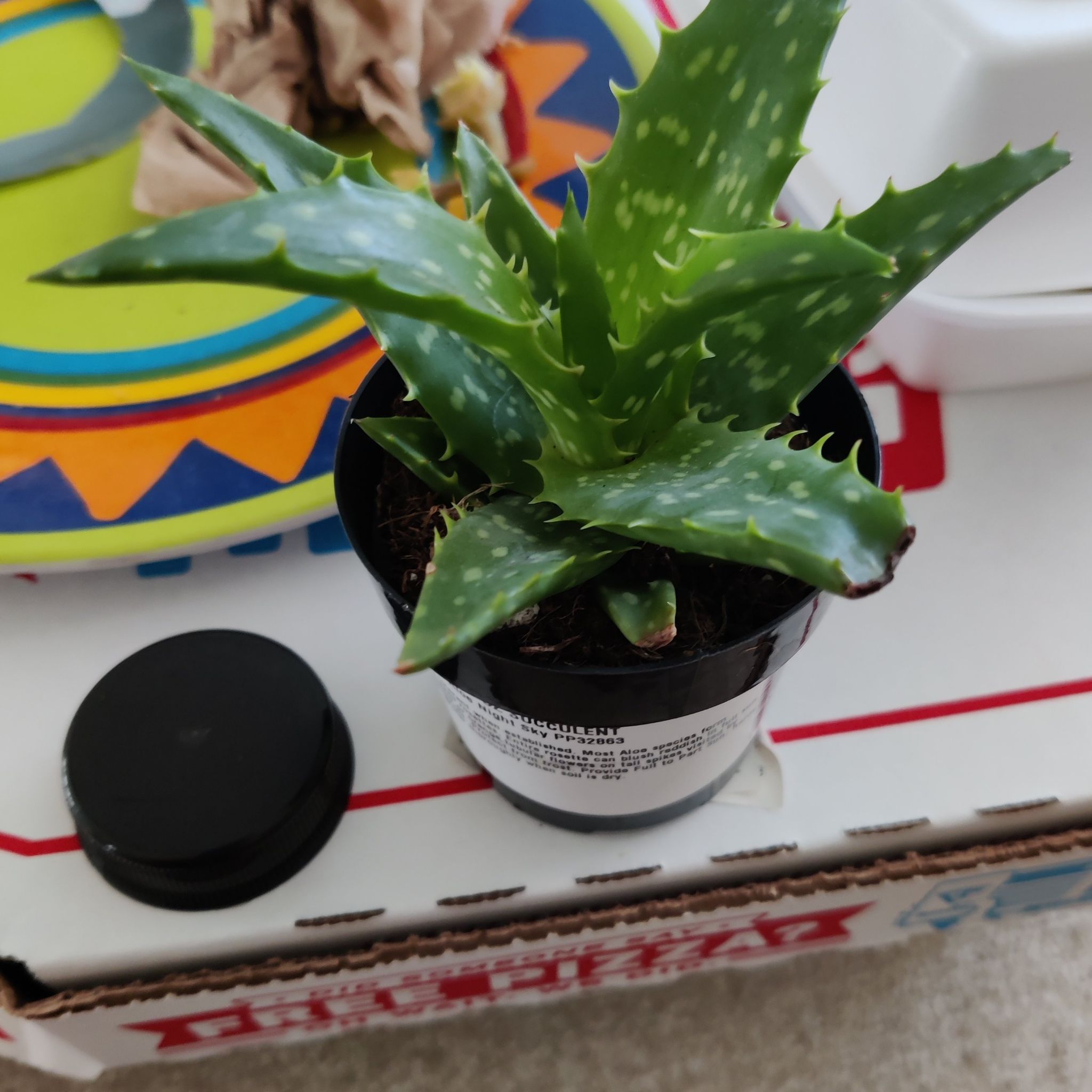 Aloe Night Sky plant in a black pot with green leaves and white spots.