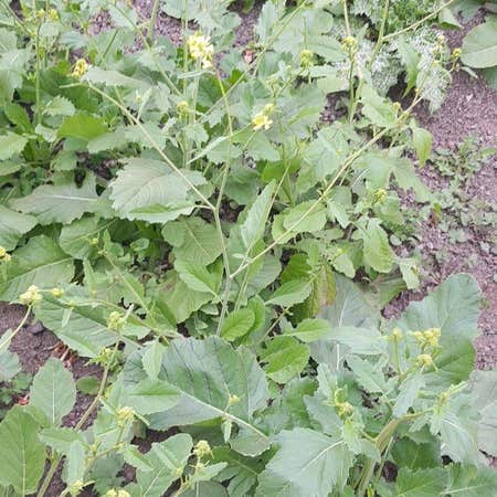 Photo of the plant species Chinese Mustard by @DoyenneIcecaps named Kobe on Greg, the plant care app
