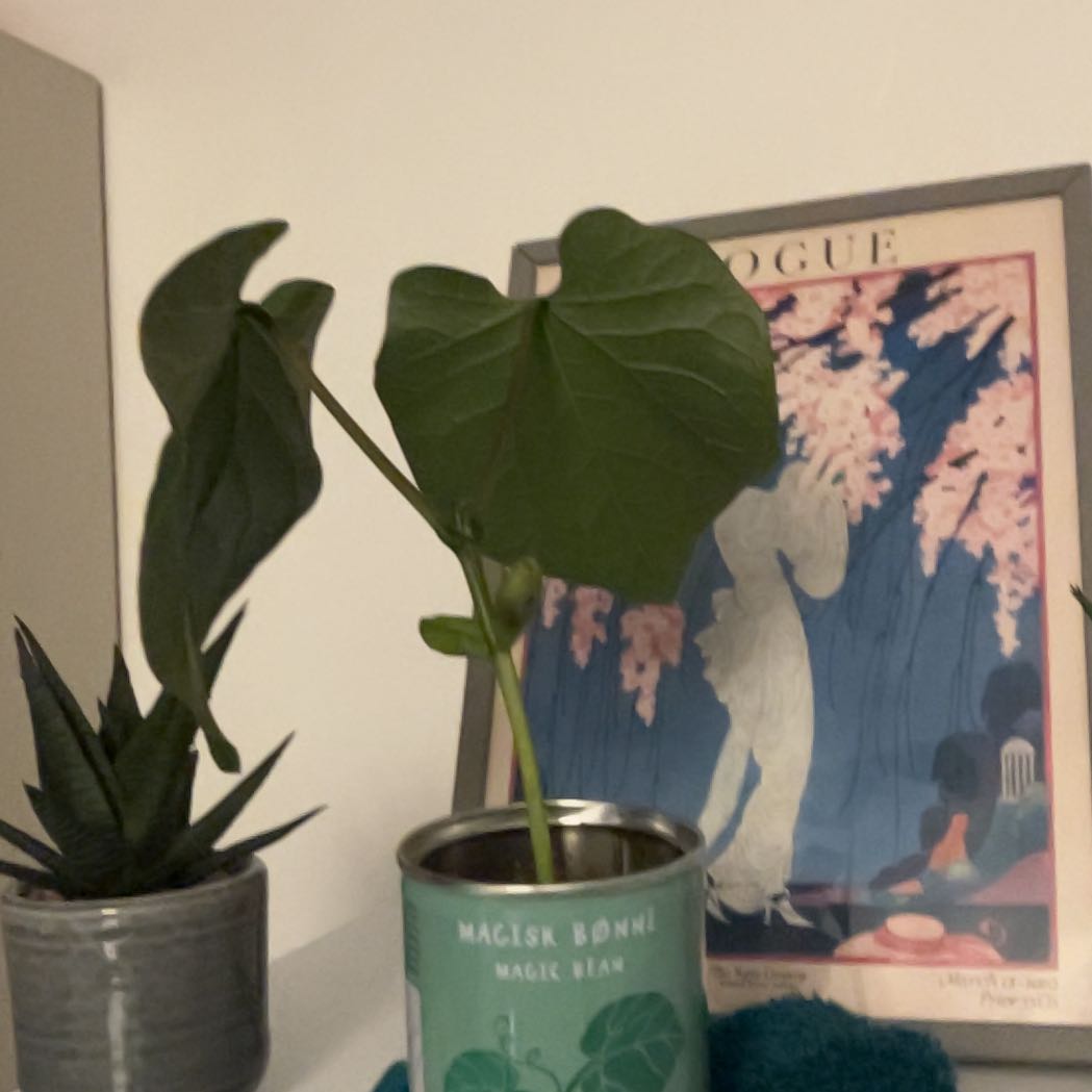 Photo of the plant species Sword Bean by @BigtimeCaraway named Bean on Greg, the plant care app