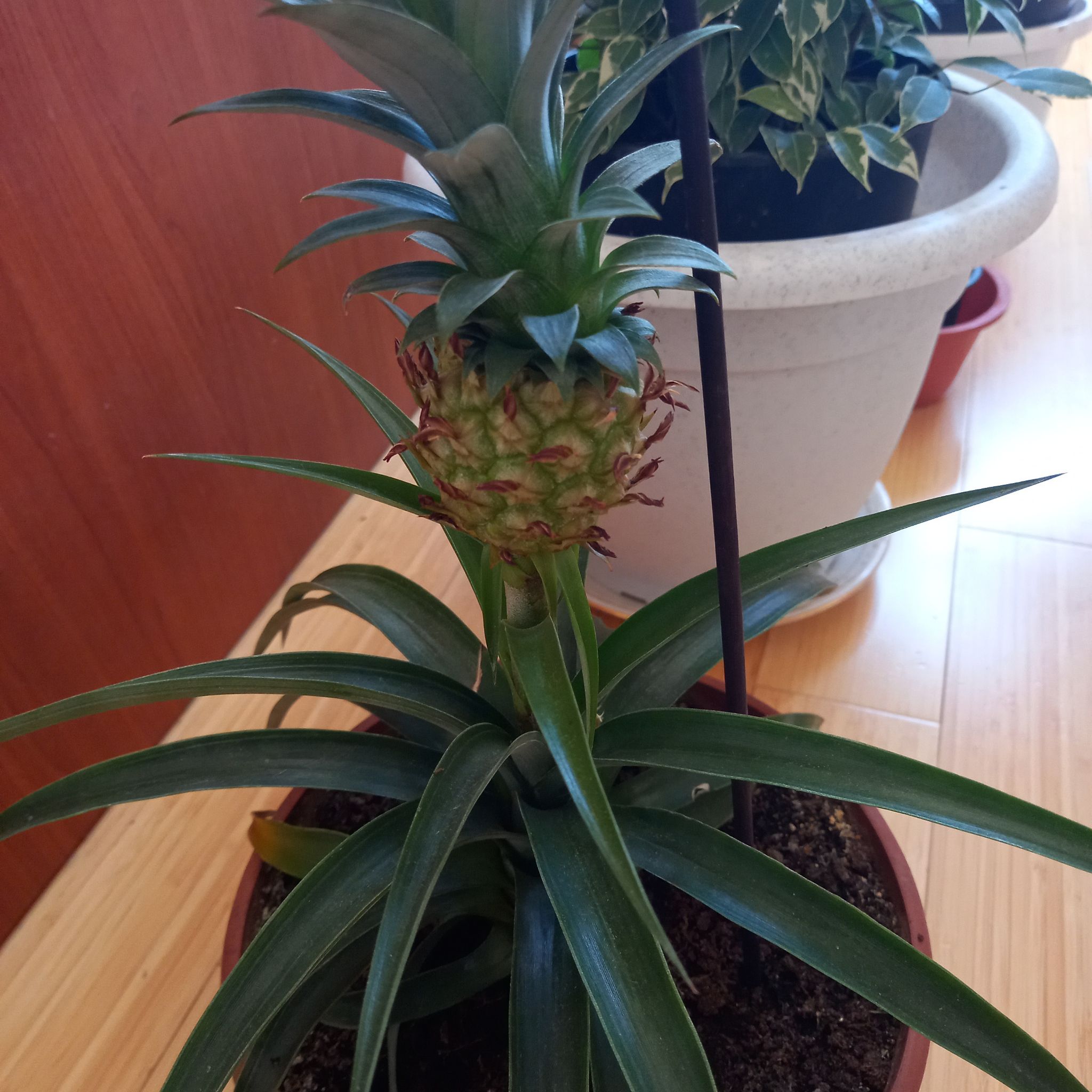 Photo of the plant species pineapple by @MagicalVeilwort named Orlando Bloom on Greg, the plant care app