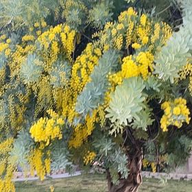 Photo of the plant species Cootamundra Wattle by @LuminousAlmond named Gaga on Greg, the plant care app