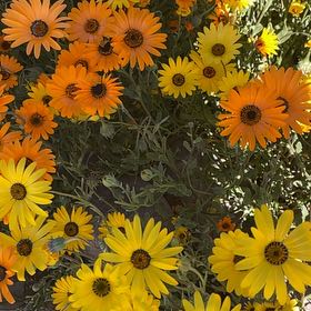 Photo of the plant species Glandular Cape Marigold by @LuminousAlmond named Eva on Greg, the plant care app