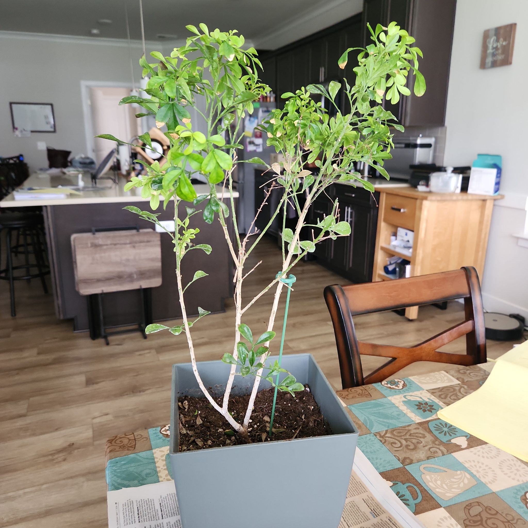 Photo of the plant species Chinese Perfume Plant by @LogicalPersia named Xena on Greg, the plant care app