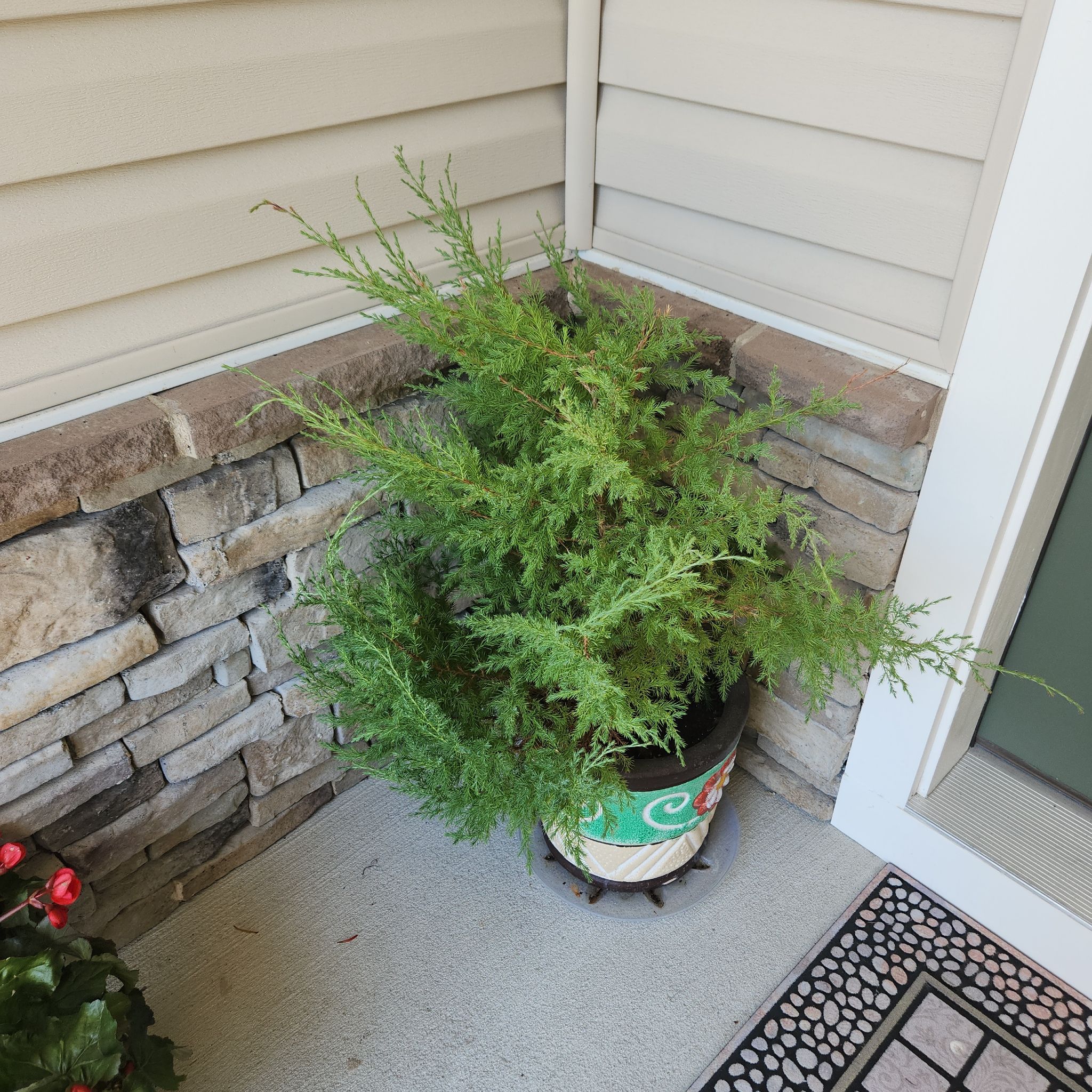 Photo of the plant species Southern White Cedar by @LogicalPersia named Miley on Greg, the plant care app
