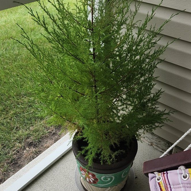 Photo of the plant species Atlantic White Cedar by @LogicalPersia named Miley on Greg, the plant care app