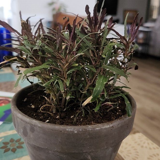 Photo of the plant species Idea For Terrariums by @LogicalPersia named Aristotle on Greg, the plant care app