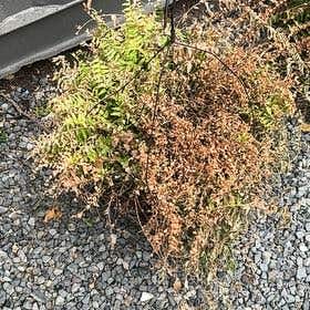Photo of the plant species False Spiraea by @HunkyChamise named LiloStitch on Greg, the plant care app