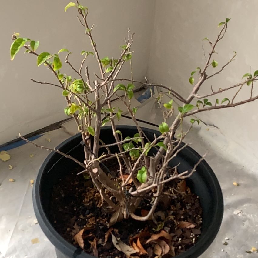 Photo of the plant species Torch Glow Bougainvilla by @PrizeYuzutree named Treeyoncé on Greg, the plant care app