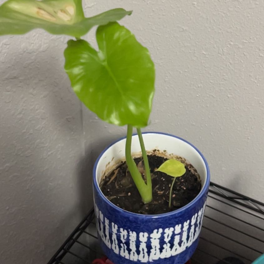 Photo of the plant species Elephant ear by @TimelyDaisy named Sahara on Greg, the plant care app