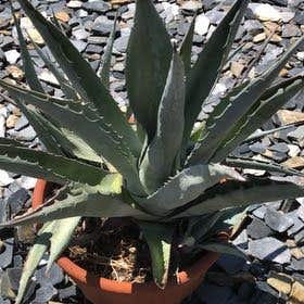Photo of the plant species Agave Deserti by @YoungPlanera named Kesha on Greg, the plant care app