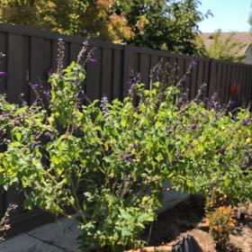 Photo of the plant species Sage by @ExactPepino named Sol on Greg, the plant care app