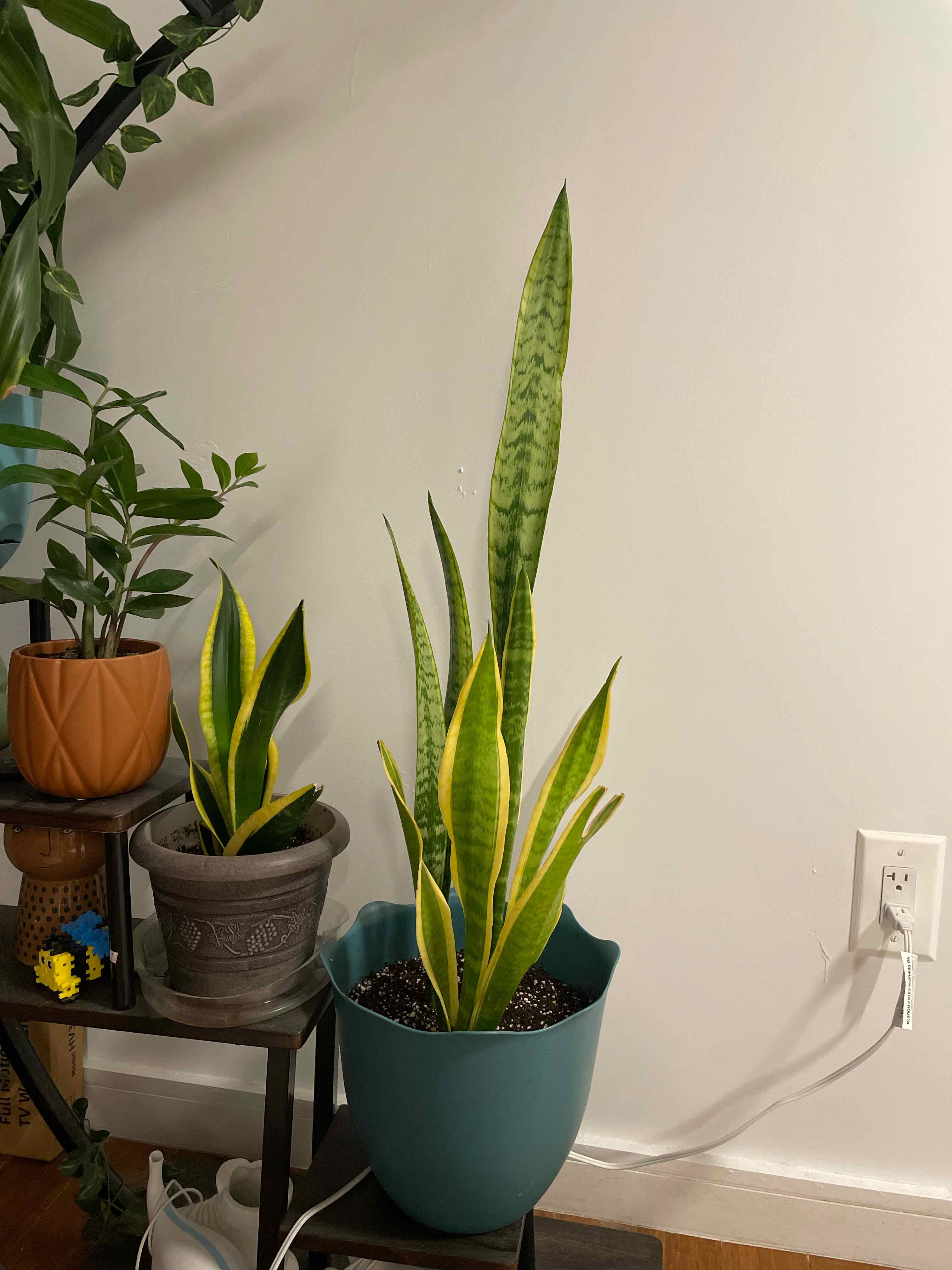 Photo of the plant species Variegated Snake Plant by @BeeHive named Zeus on Greg, the plant care app