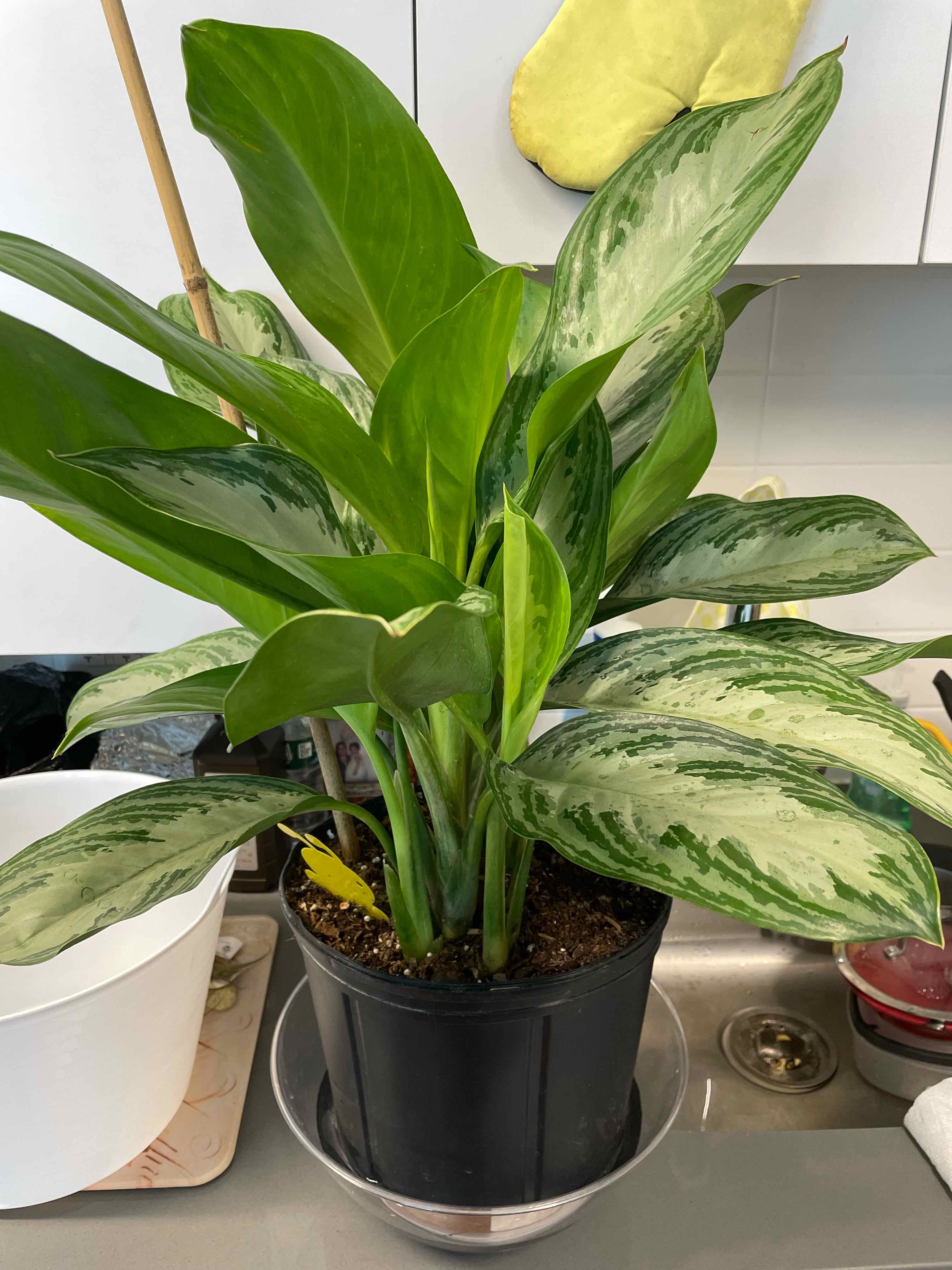 Aglaonema 'Silver Bay' plant in a black pot with green and silver variegated leaves.