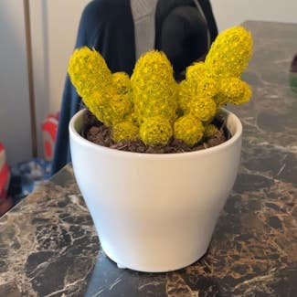 Lady Finger Cactus plant in New York, New York