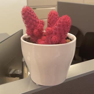 Lady Finger Cactus plant in New York, New York