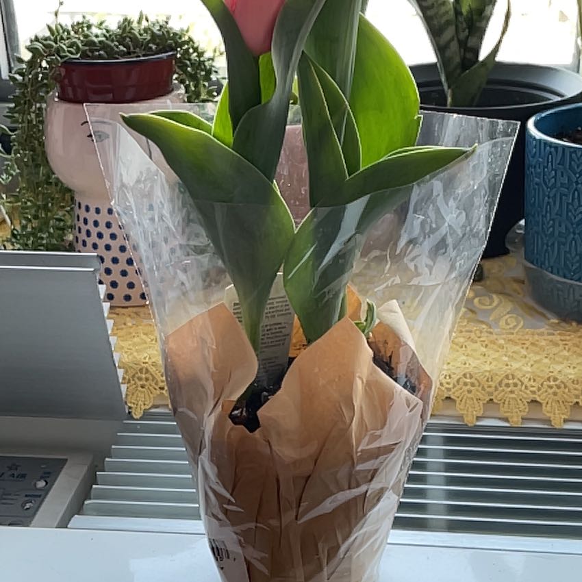 Garden Tulip plant wrapped in plastic and paper, placed indoors with a visible flower bud.
