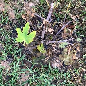Photo of the plant species Fig by @CertainWasabi named Bieber on Greg, the plant care app