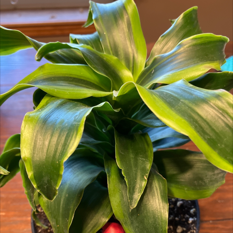 Dracaena 'Tornado' plant with healthy green leaves in a pot, soil visible.