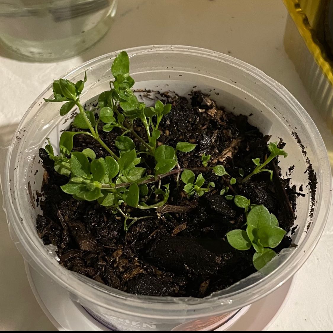 Photo of the plant species Myosoton aquaticum by @PoshAlula named Plato on Greg, the plant care app