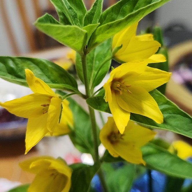 Photo of the plant species Dotted Loosestrife by @MotherRosebush named Hamilton on Greg, the plant care app