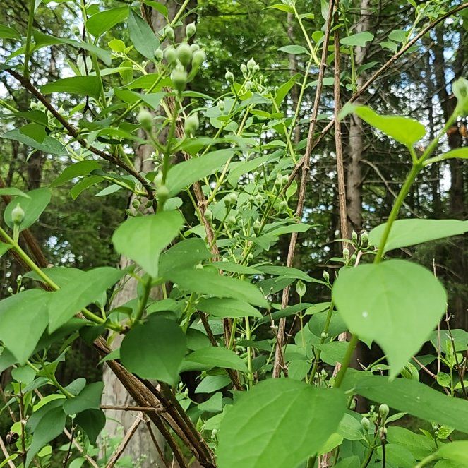 Photo of the plant species Sweet Mock Orange by @MotherRosebush named Taylor Swift on Greg, the plant care app