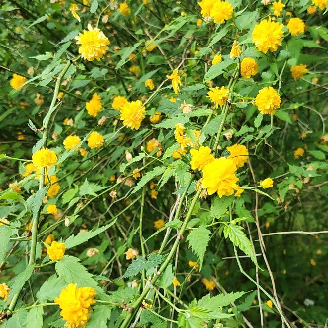 Photo of the plant species Yamabuki by @MotherRosebush named Diana on Greg, the plant care app