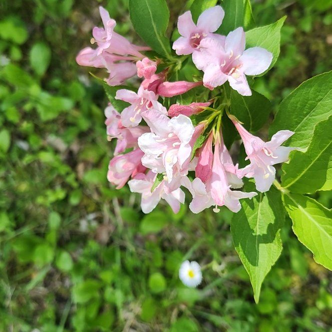 Photo of the plant species Beauty Bush by @MotherRosebush named Rainier on Greg, the plant care app