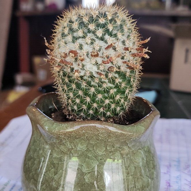 Photo of the plant species Mammillaria columbiana by @ZanyGermaniris named Delilah on Greg, the plant care app