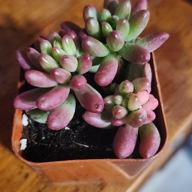 Photo of the plant species Aurora Pink Jelly Bean by @ZanyGermaniris named Jelly Bean on Greg, the plant care app