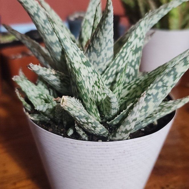 Photo of the plant species Aloe 'Blizzard' by @ZanyGermaniris named Marley on Greg, the plant care app