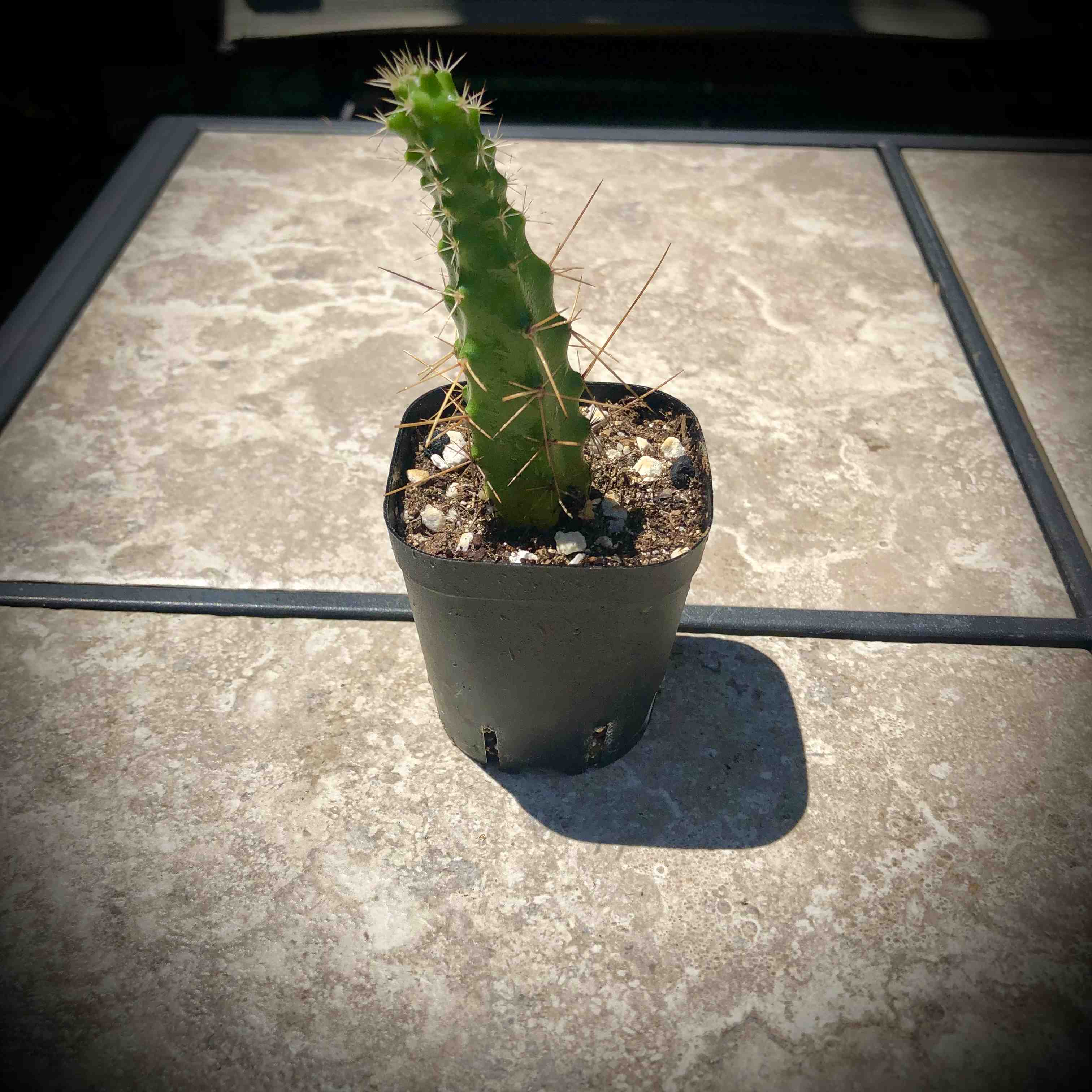 A Kingcup Cactus in a black pot on a tiled surface.