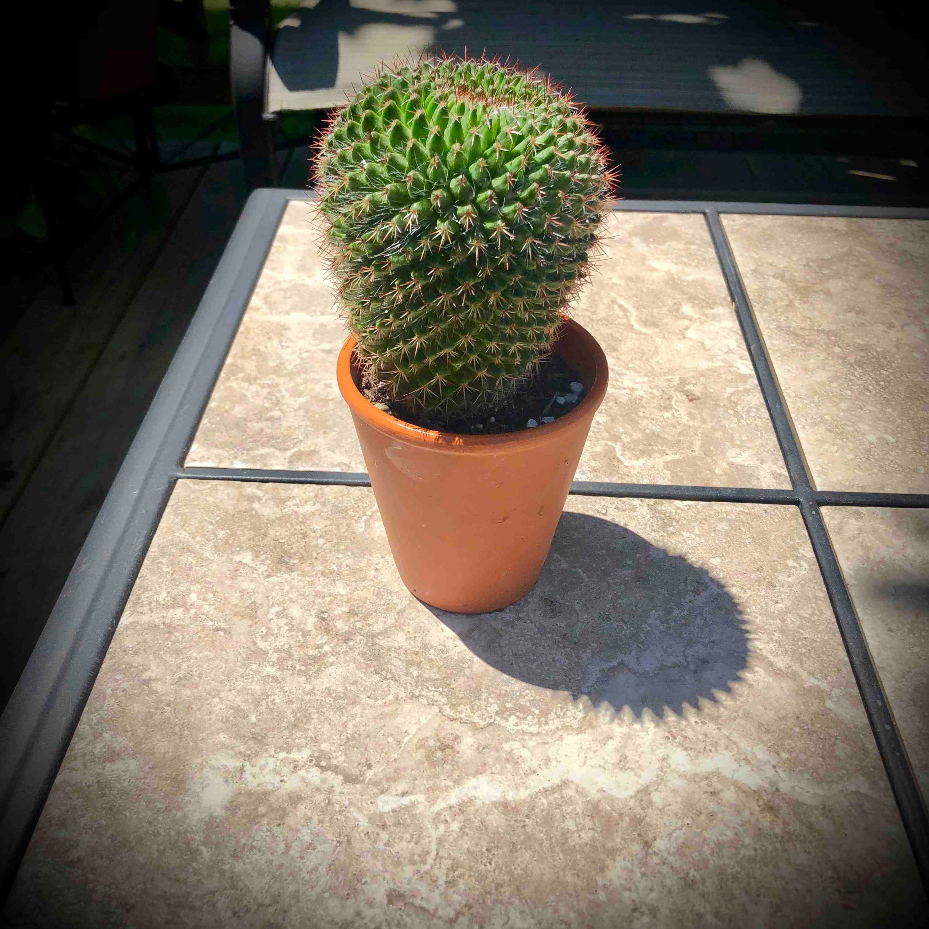 Potted Mammillaria Melanocentra cactus on a tiled surface, healthy and well-focused.