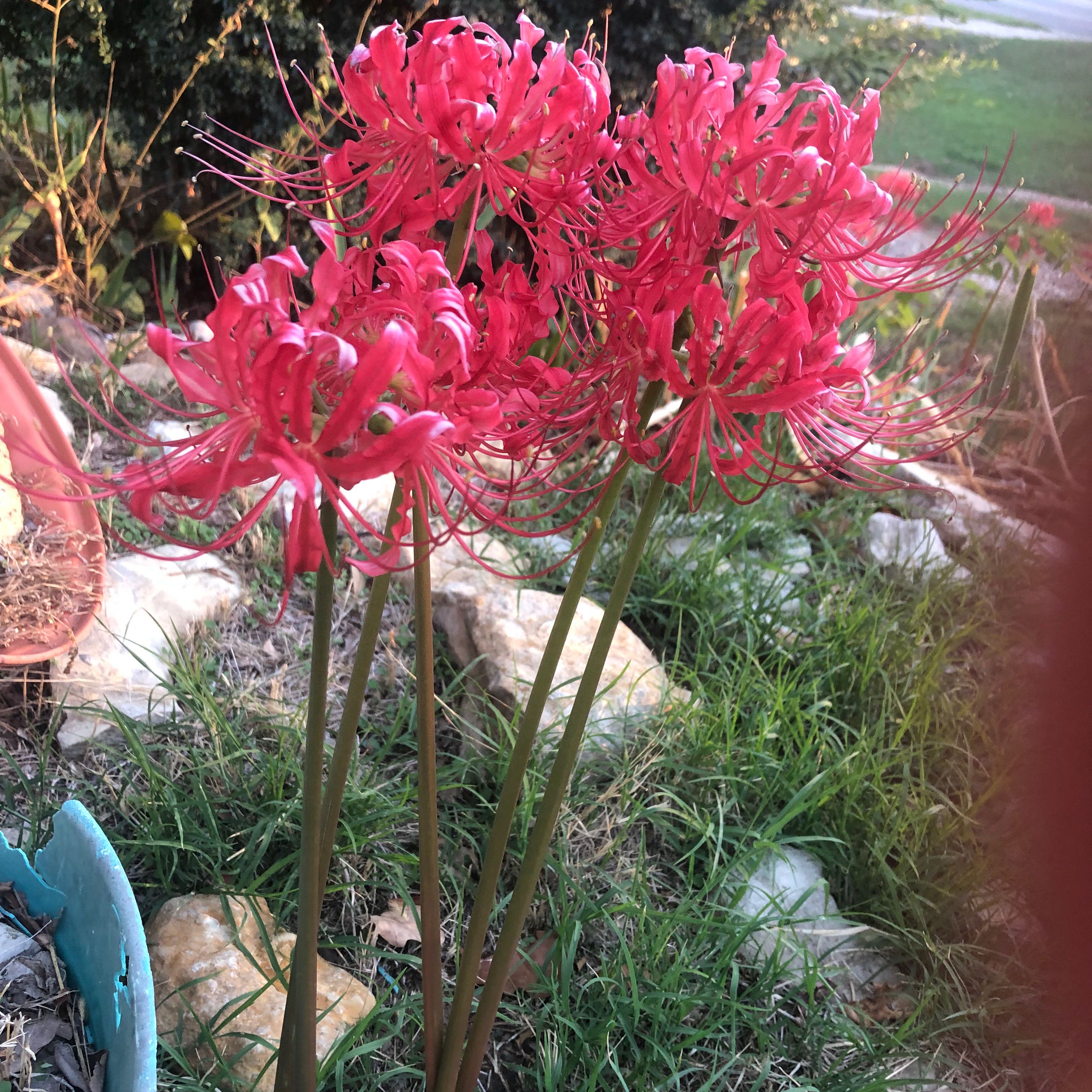 Naked Ladies