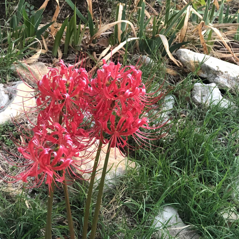 Red Spider Lilies  Embroidery Weekly