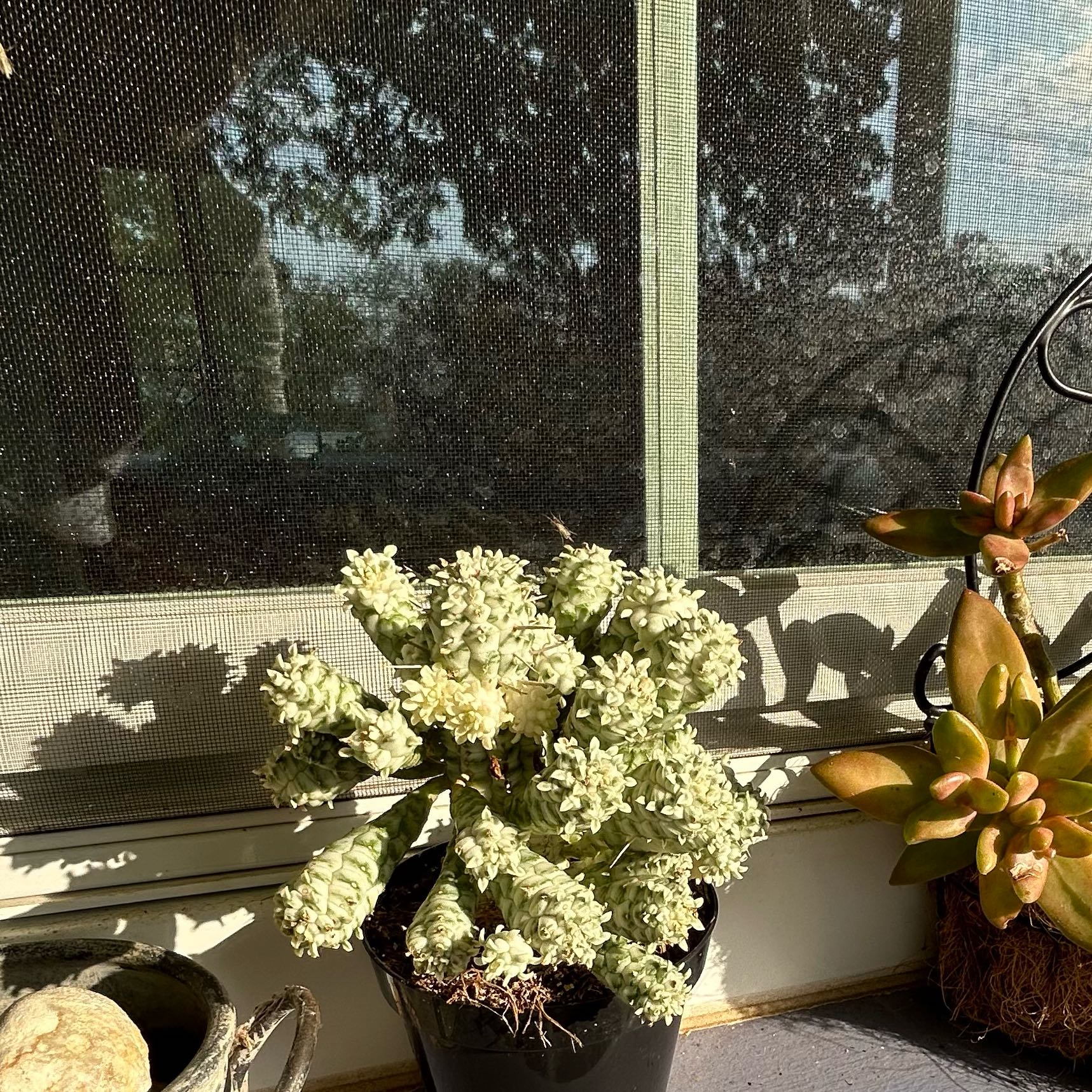 Photo of the plant species Variegated Corn Cob Cactus by @CuteChollipo named Maya on Greg, the plant care app