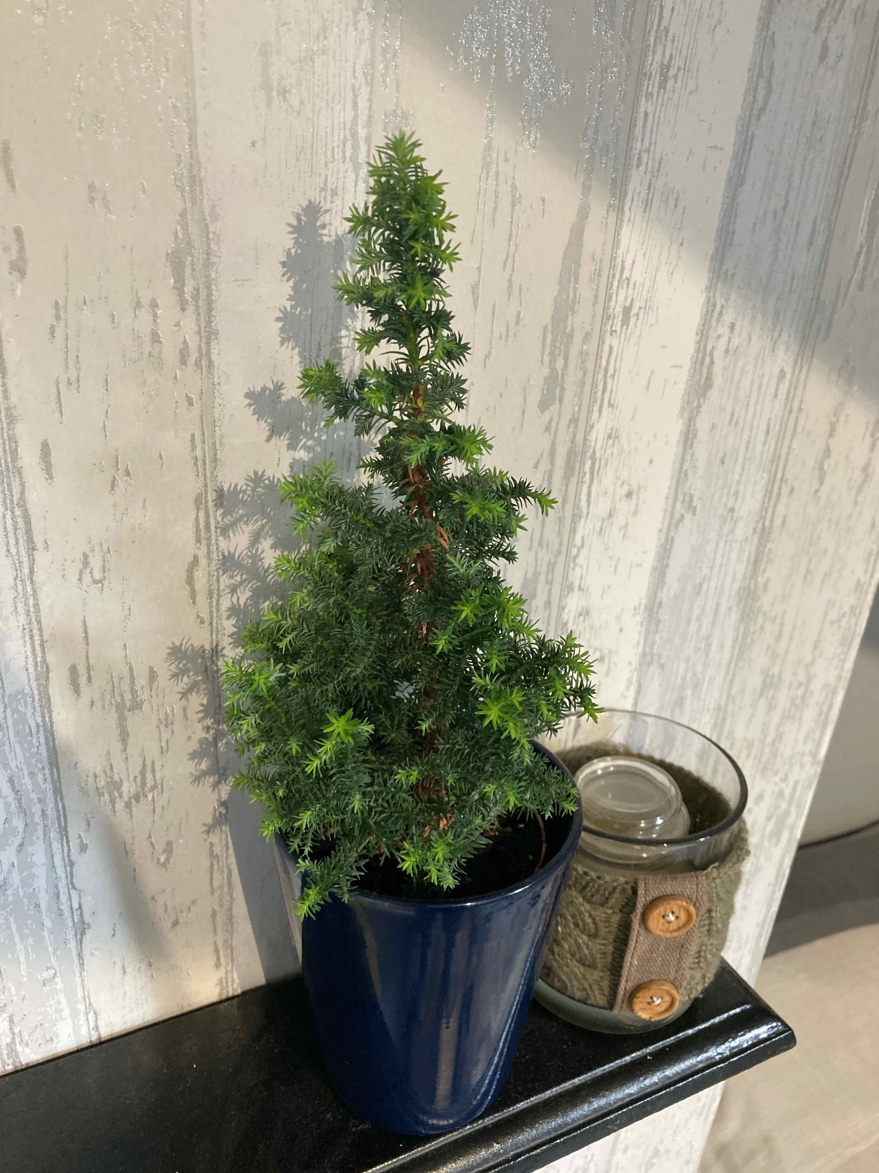 why are my yews turning yellow