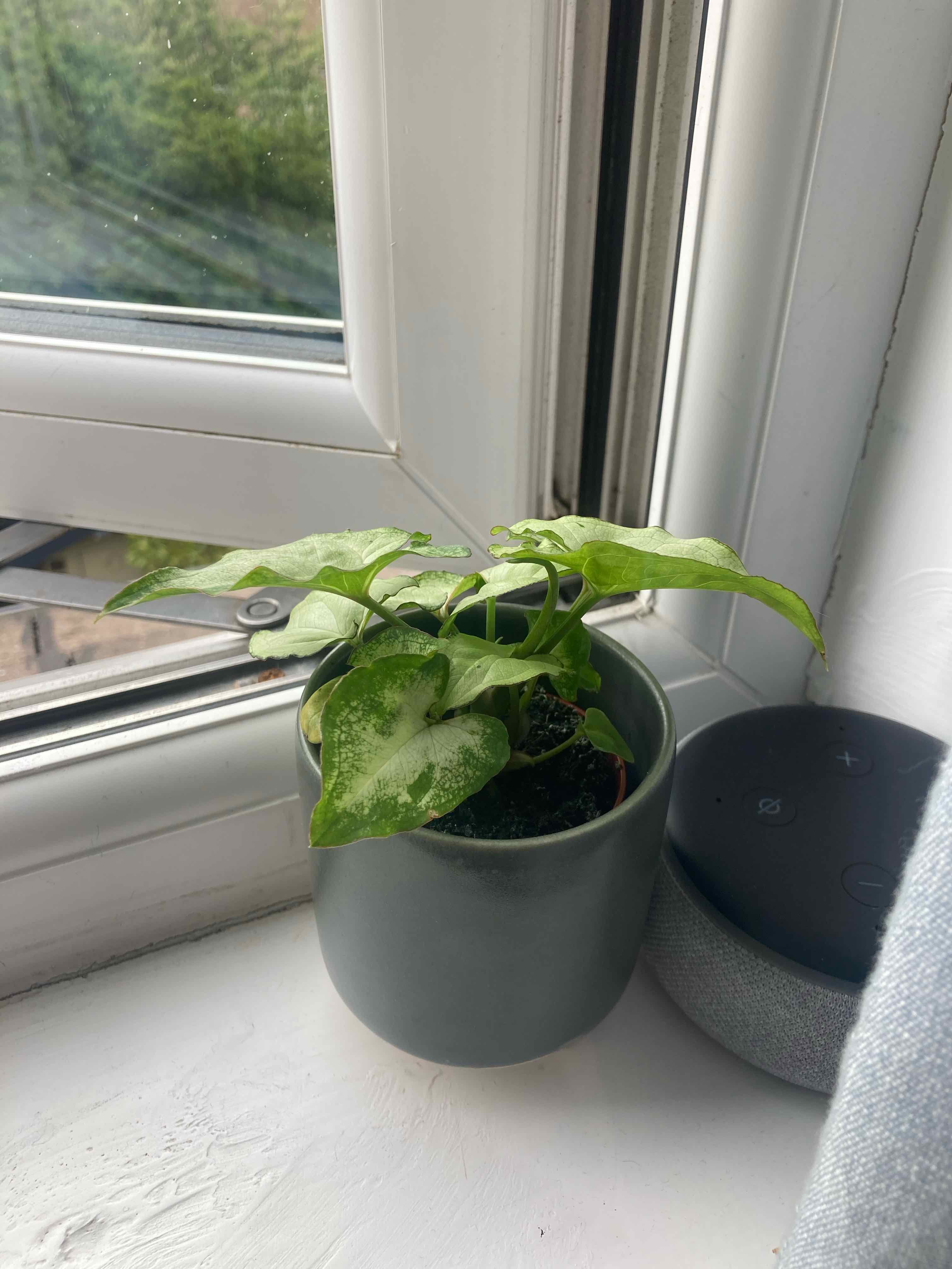 Syngonium 'White Butterfly' plant on a windowsill in a small pot with visible soil.