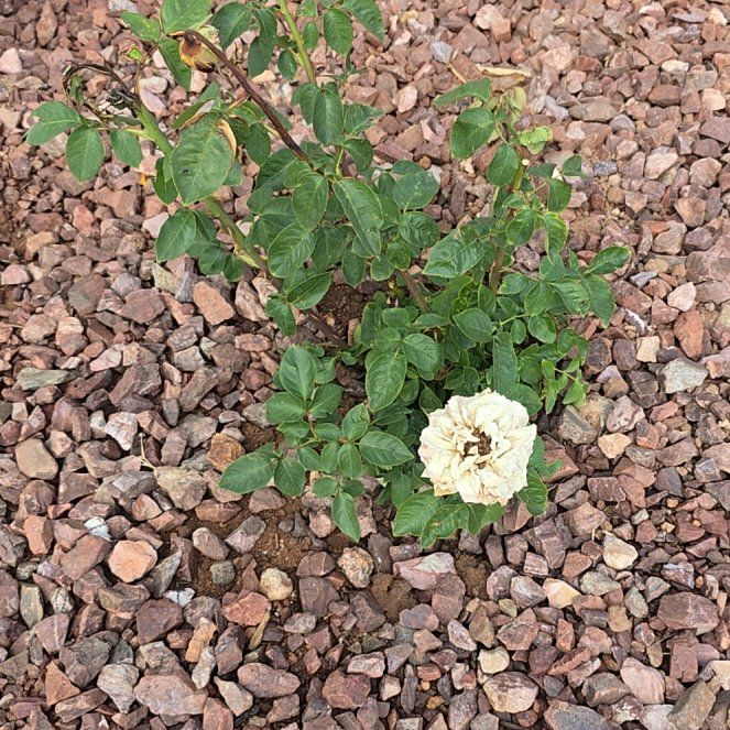 Photo of the plant species Dog Rose by @YummyYellowbird named Kylie on Greg, the plant care app