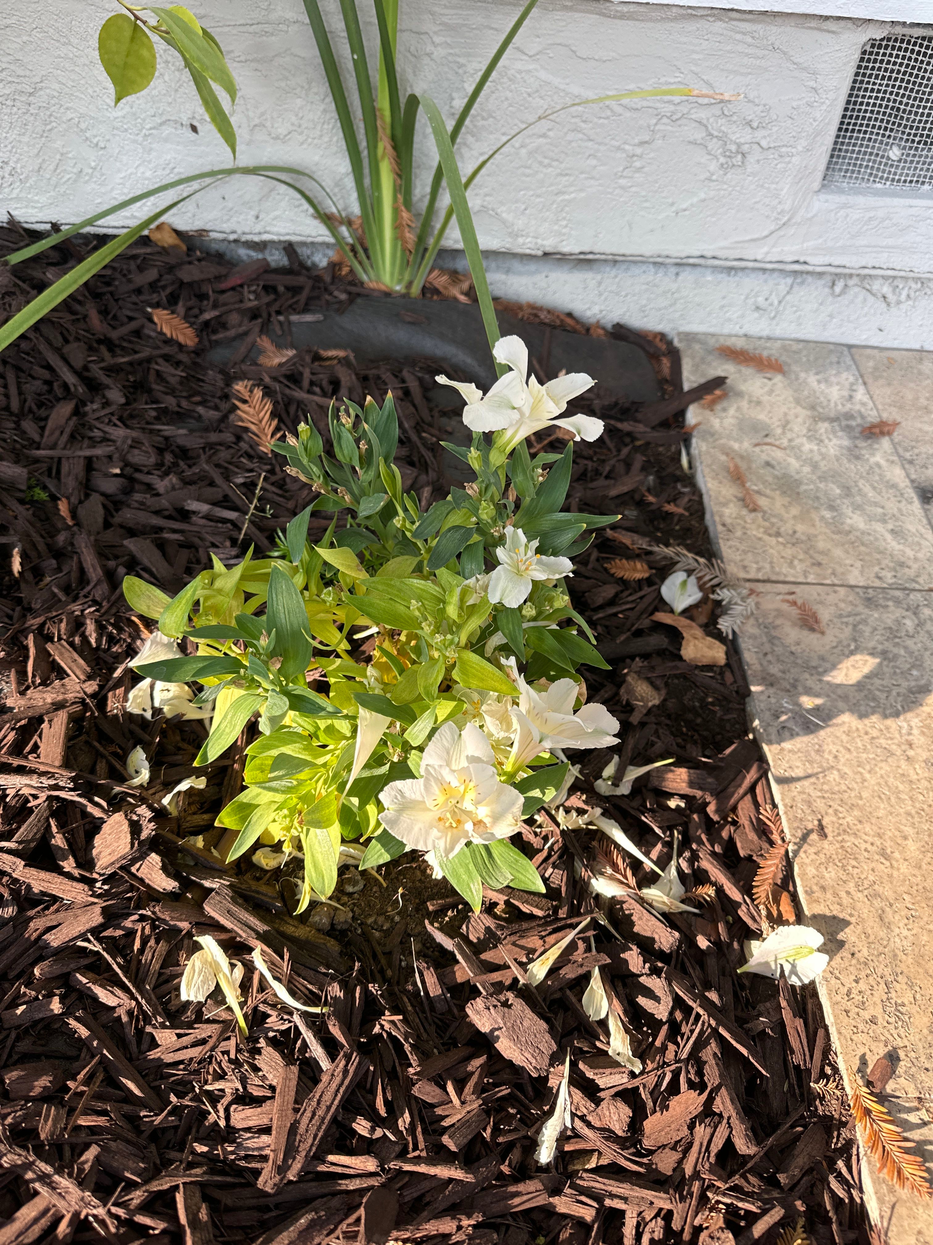 🍊 4 Secrets to Successfully Grow Marmalade Lily