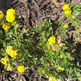 Photo of the plant species Irene Lantana by @BuddingCatbrier named Mochi on Greg, the plant care app