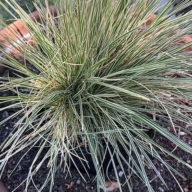Photo of the plant species Tufted Hairgrass by @BuddingCatbrier named Emerson on Greg, the plant care app