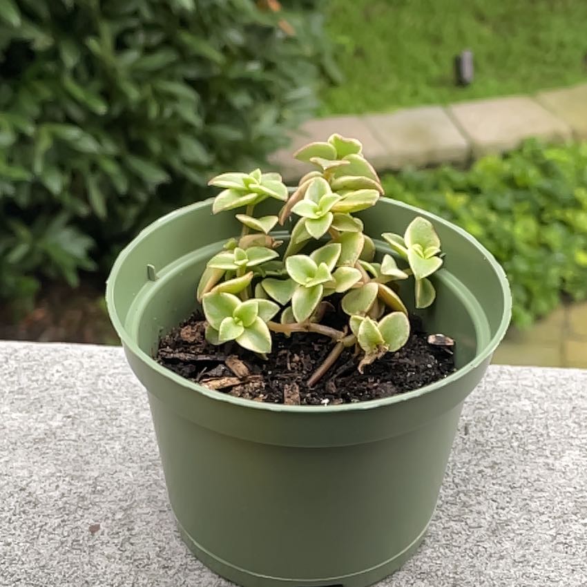 Potted Calico Kitten plant with green and cream-colored leaves.