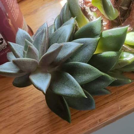 Photo of the plant species Echeveria agavoides 'Prolifera' by @xziller8 named Spike Leaves on Greg, the plant care app