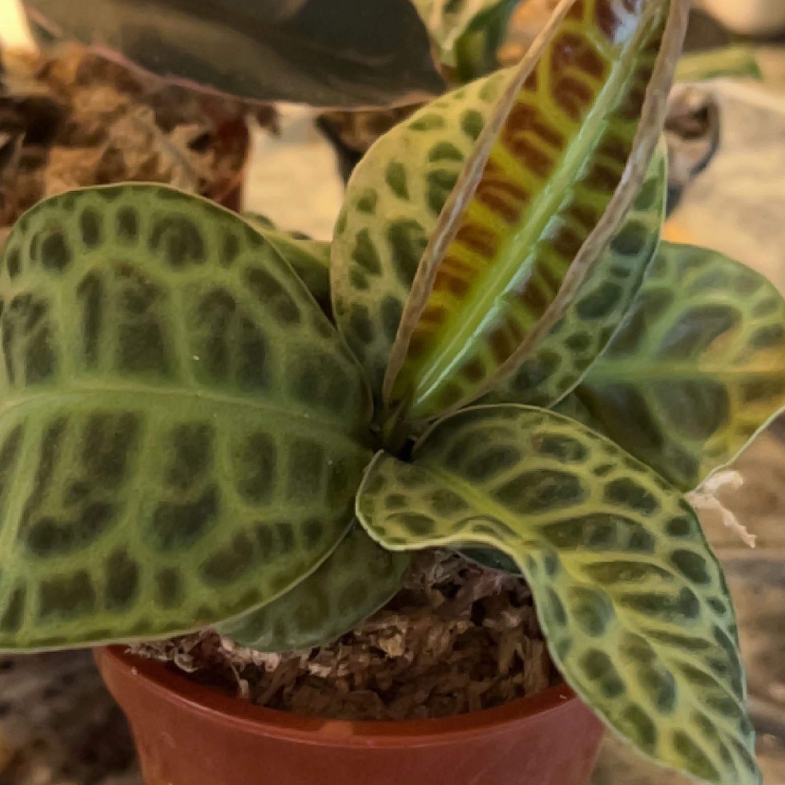 Photo of the plant species Labisia Turtle Back by @OodlesLungwort named Kylie on Greg, the plant care app